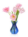 Tulips Flowers in blue vase isolated on white Royalty Free Stock Photo