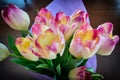 Tulips flowers bouquet Royalty Free Stock Photo