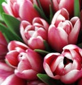 Tulips flowers. Bouquets of white-pink tulips. Spring background with flowers tulips. Closeup. Royalty Free Stock Photo