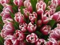 Tulips flowers. Bouquets of white-pink tulips. Spring background with flowers tulips. Closeup. Royalty Free Stock Photo
