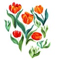 Tulips. Flowers, leaves, stems and buds . Use printed materials, signs, items, websites, maps, posters, postcards