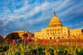 Tulips flowers over United States Capitol Building