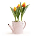 Tulips flowers plants in pink watering can isolated on white background, florist shop or gift card present Royalty Free Stock Photo