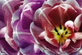 Tulips   flowers  purple.  Floral spring background.  Close-up. Royalty Free Stock Photo