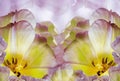 Tulips flowers  purple-yellow.  Floral background.  Close-up. Royalty Free Stock Photo