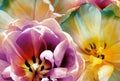 Tulips flowers  purple and yellow. Floral spring background.  Close-up. Royalty Free Stock Photo