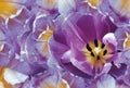 Tulips flowers purple and yellow.. Floral spring background. Close-up. Royalty Free Stock Photo