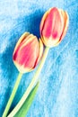 Tulips Flowers