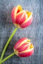 Tulips Flowers