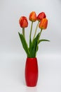 Tulips flowers in red vase on shaded white background Royalty Free Stock Photo