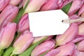 Tulips flowers in spring or mother's day with empty tag and copy Royalty Free Stock Photo