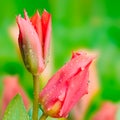 Tulips flowers at spring with rain drops on green Royalty Free Stock Photo