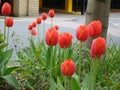 Tulips flowers on street Royalty Free Stock Photo