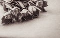 Tulips flowers on the table in black and white colours. Royalty Free Stock Photo