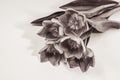 Tulips flowers on the table in black and white colours. Royalty Free Stock Photo