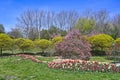 Tulips flowers and trees landscape in Kurpark Oberlaa Vienna Royalty Free Stock Photo