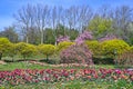 Tulips flowers and trees landscape in Kurpark Oberlaa Vienna spring