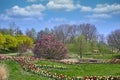 Tulips flowers and trees landscape in Kurpark Oberlaa Vienna