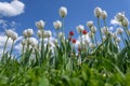Tulips flowers white flower bed blue sky Royalty Free Stock Photo