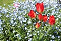 Tulips and forget-me-nots