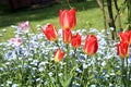 Tulips and forget-me-nots