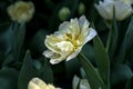 Blooming White Tulips with Bokeh Background. Tulips form a genus of spring-blooming perennial herbaceous bulbiferous geophytes.