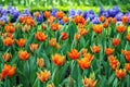 Beautiful Tulips Garden With Natural Light.. Macro Flower. Royalty Free Stock Photo