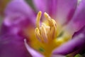 Detail Close up Pink Petal Tulip With Bokeh Background.. Macro Flower. Royalty Free Stock Photo