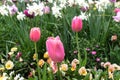 Pink Tulips in spring season.Closeup. Royalty Free Stock Photo