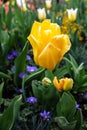 Yellow Tulips in spring season.Closeup. Royalty Free Stock Photo