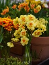 Tulips and Fresh Blooming Terry Yellow Shallow-crowned Narcissus Double Fashion Double Gold Medal Tahiti Hybrid Variety in Botanic