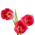 Tulips with fringe Royalty Free Stock Photo