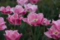 Tulips with fringe Royalty Free Stock Photo