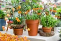 Tulips and fritillaria imperialis in flower pots Royalty Free Stock Photo