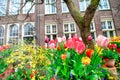 Tulips in front of Begijnhof Former women\'s religious community, garden and buildings, Amsterdam, Netherlands