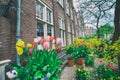 Tulips in front of Begijnhof Former women\'s religious community, garden and buildings, Amsterdam, Netherlands