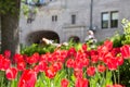 Tulips in front of Chateau Frontenac Quebec Royalty Free Stock Photo
