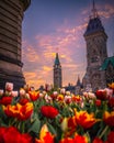 Tulips in front of Parliament Hill during festival, Ottawa, Ontario, Canada Royalty Free Stock Photo