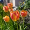 Tulips in the Front Yard Garden Royalty Free Stock Photo