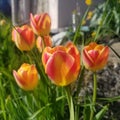Tulips in the Front Yard Garden Royalty Free Stock Photo