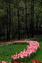 Tulips are in full bloom in hangzhou, Royalty Free Stock Photo