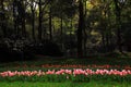 Tulips are in full bloom in hangzhou, Royalty Free Stock Photo