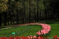 Tulips are in full bloom in hangzhou, Royalty Free Stock Photo