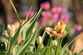 Pied tulips in full bloom in the spring Royalty Free Stock Photo
