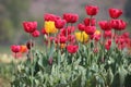 Tulips in full bloom at Tulip Garden in Kashmir. Red and Yellow Tulips with stems Royalty Free Stock Photo