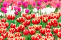 Tulips in full bloom