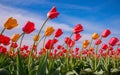 Generative-AI, Multicolored Tulips in a wide field, with the flowers in sharp focus and the clear sky