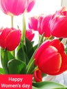 Tulips full frame on a white background,bouquet of red tulips close-up Royalty Free Stock Photo