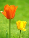 Tulips in the Garden