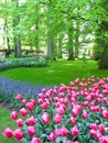 Tulips garden Royalty Free Stock Photo